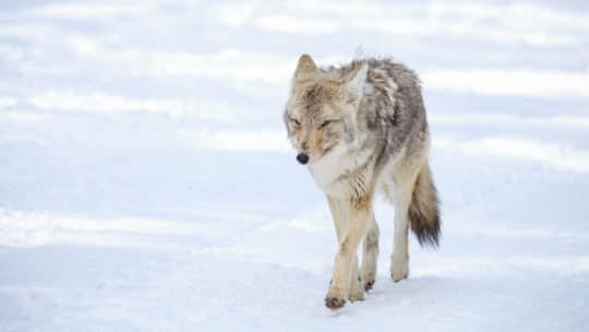 A Coyote Travels Across Snow Covered Terrain In The Greater Yellowstone Ecosystem