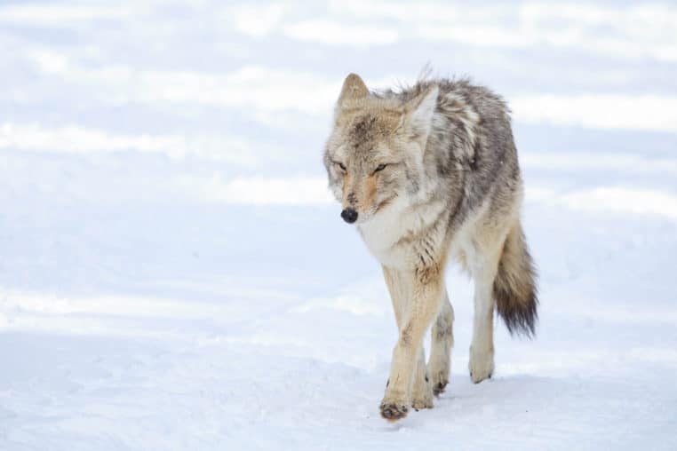 A Coyote Travels Across Snow Covered Terrain In The Greater Yellowstone Ecosystem
