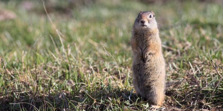 3 Day Yellowstone Tour & Grand Teton Tour | Yellowstone Safari