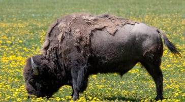 Bison seen grazing at Grand Teton National Park on a Yellowstone Safari Company Tour