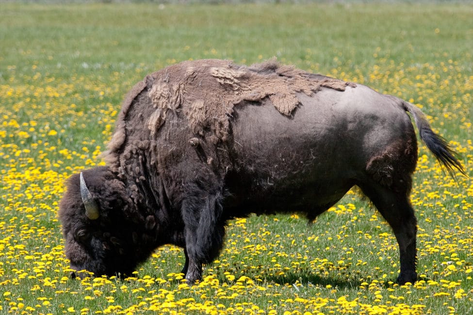 Bison seen grazing at Grand Teton National Park on a Yellowstone Safari Company Tour