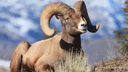 The Characteristic Curve Of The Rams Horn Is Seen On Tour With Yellowstone Safari Company