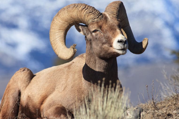 The Characteristic Curve Of The Rams Horn Is Seen On Tour With Yellowstone Safari Company