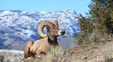 A Bighorn Sheep Rests On A Hillside To Bask In The Warm Late Winter Sunshine In Yellowstone National Park