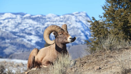 A Bighorn Sheep Rests On A Hillside To Bask In The Warm Late Winter Sunshine In Yellowstone National Park
