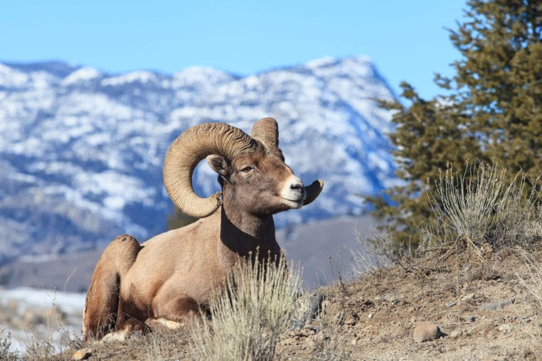 A Bighorn Sheep Rests On A Hillside To Bask In The Warm Late Winter Sunshine In Yellowstone National Park