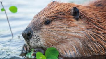 An American Beaver Munches On Some River Foliage In Yellowstone National Park