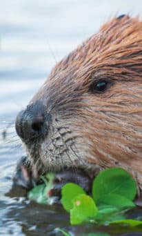 An American Beaver Munches On Some River Foliage In Yellowstone National Park