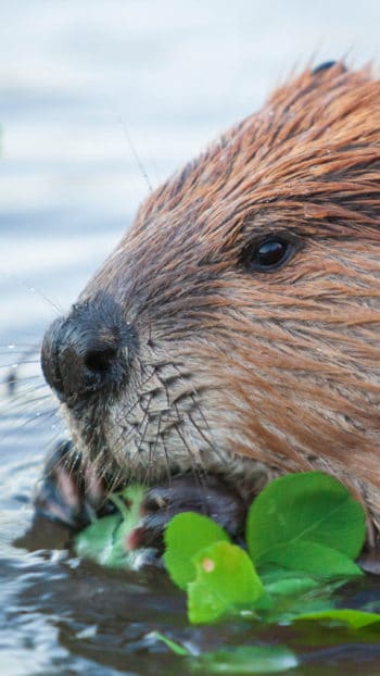 An American Beaver Munches On Some River Foliage In Yellowstone National Park