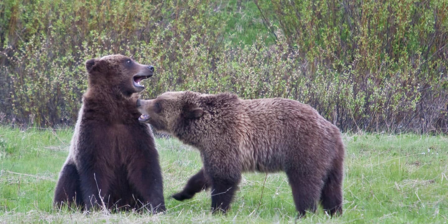 Two Grizzly Bears Spar For Fun In Yellowstone National Park
