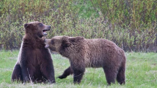 Two Grizzly Bears Spar For Fun In Yellowstone National Park