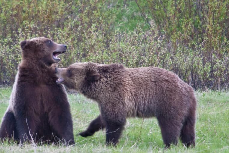 Two Grizzly Bears Spar For Fun In Yellowstone National Park