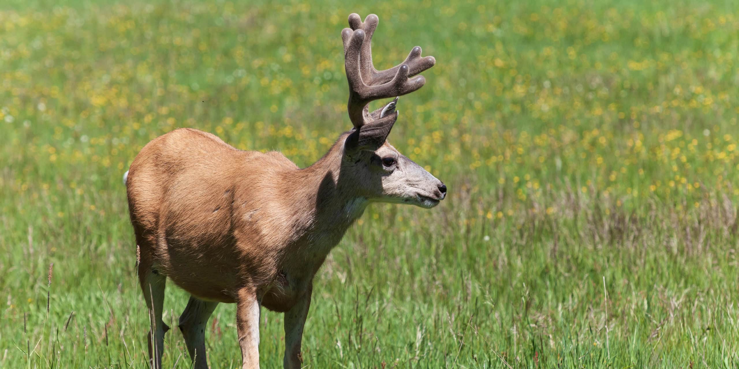 A Mule Deer Keeps A Wary Eye Out For Predators In Yellowstone National Park