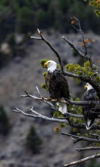 Two Bald Eagles Sit In A Tree, Perched Above The Yellowstone River In Yellowstone National Park