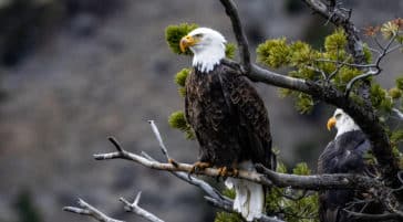 Two Bald Eagles Sit In A Tree, Perched Above The Yellowstone River In Yellowstone National Park