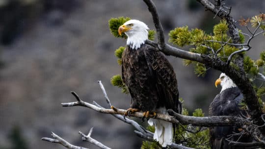 Two Bald Eagles Sit In A Tree, Perched Above The Yellowstone River In Yellowstone National Park