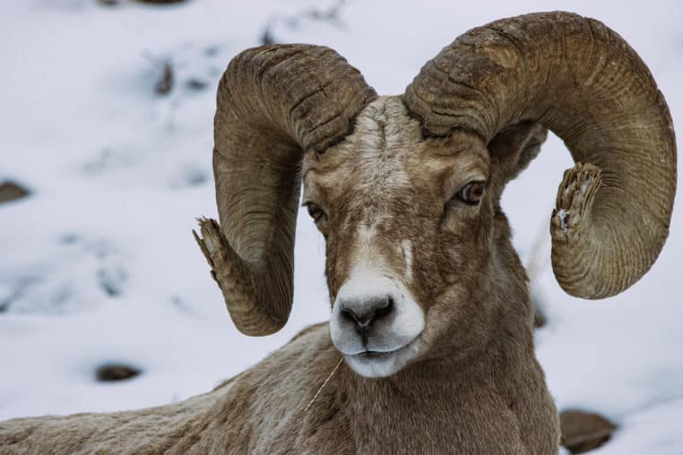 A Bighorn Sheep Ram Shows Off His Impressive Curled Horns
