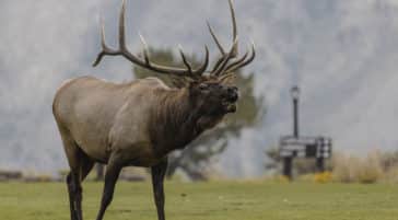 A Bull Elk Bugles During Mating Season In Yellowstone National Park