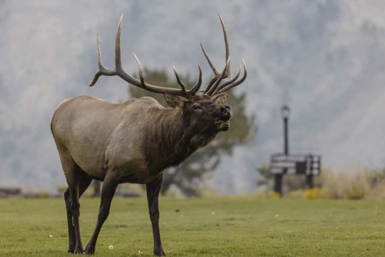 A Bull Elk Bugles During Mating Season In Yellowstone National Park