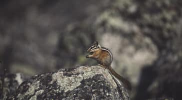 A Chipmunk Rests On A Rocky Outcropping In Yellowstone National Park