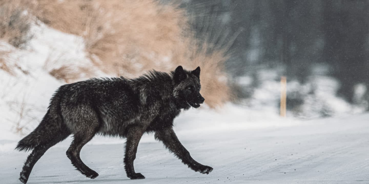 A Grey Wolf Crosses the Road In Yellowstone National Park