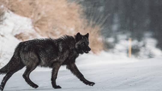 A Grey Wolf Crosses the Road In Yellowstone National Park