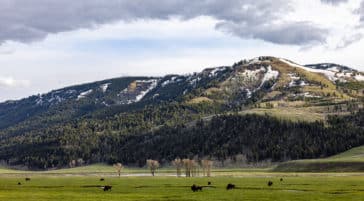 The Lamar Valley Stuns With Wide Open Landscapes And Alpine Backdrops During The Spring Season When It Is Covered In Shades Of Vibrant Greens