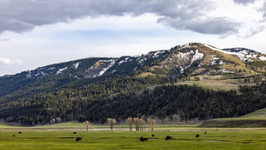 The Lamar Valley Stuns With Wide Open Landscapes And Alpine Backdrops During The Spring Season When It Is Covered In Shades Of Vibrant Greens