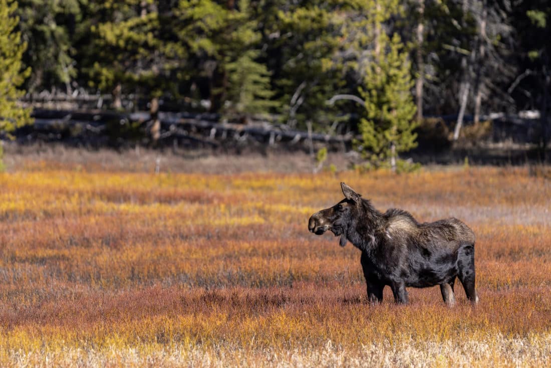A Cow Moose Makes Her Way Through A Marshy Field