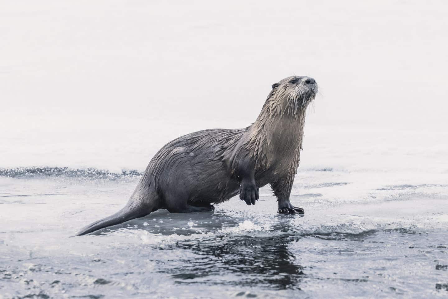 A River Otter Makes A Quick Pause On The Icy Banks Of The Lamar River Before Diving In