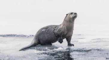 A River Otter Makes A Quick Pause On The Icy Banks Of The Lamar River Before Diving In