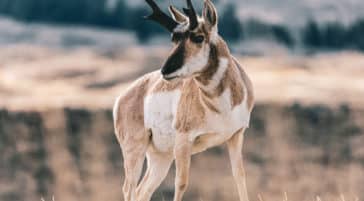 A Pronghorn Wanders Near The North Gate Of Yellowstone National Park