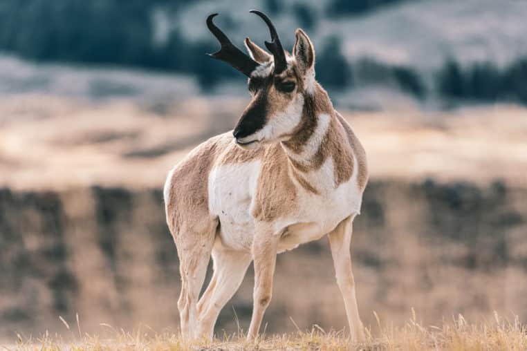A Pronghorn Wanders Near The North Gate Of Yellowstone National Park