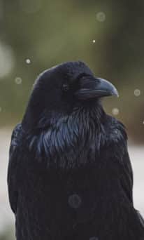 A Raven Clad In Black Turns It's Head For A Better Look At The Photographer