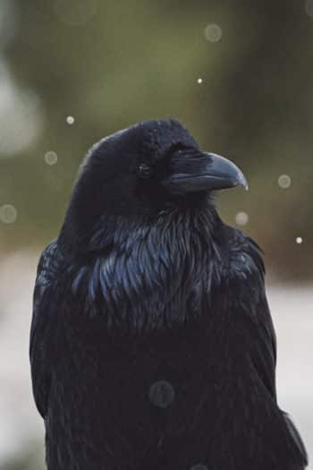 A Raven Clad In Black Turns It's Head For A Better Look At The Photographer