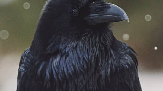 A Raven Clad In Black Turns It's Head For A Better Look At The Photographer
