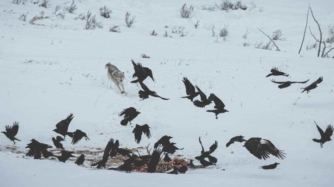A Wolf Chases A Flock Of Birds Off A Carcass In Yellowstone National Park