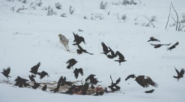 A Wolf Chases A Flock Of Birds Off A Carcass In Yellowstone National Park