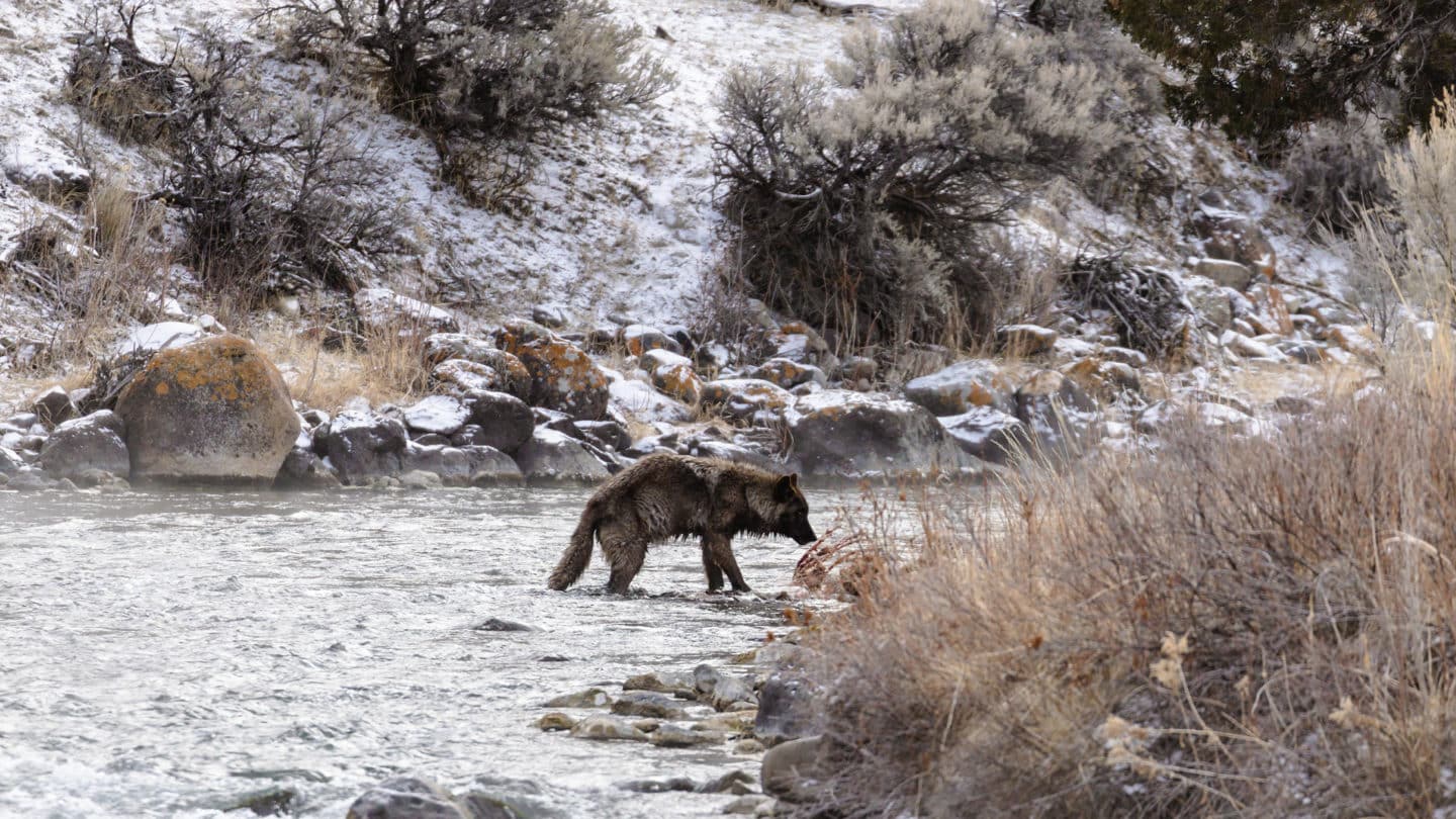 A Grey Wolf Is Seen Standing In The Gardiner River In Yellowstone National Park