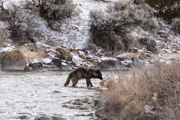 A Grey Wolf Is Seen Standing In The Gardiner River In Yellowstone National Park