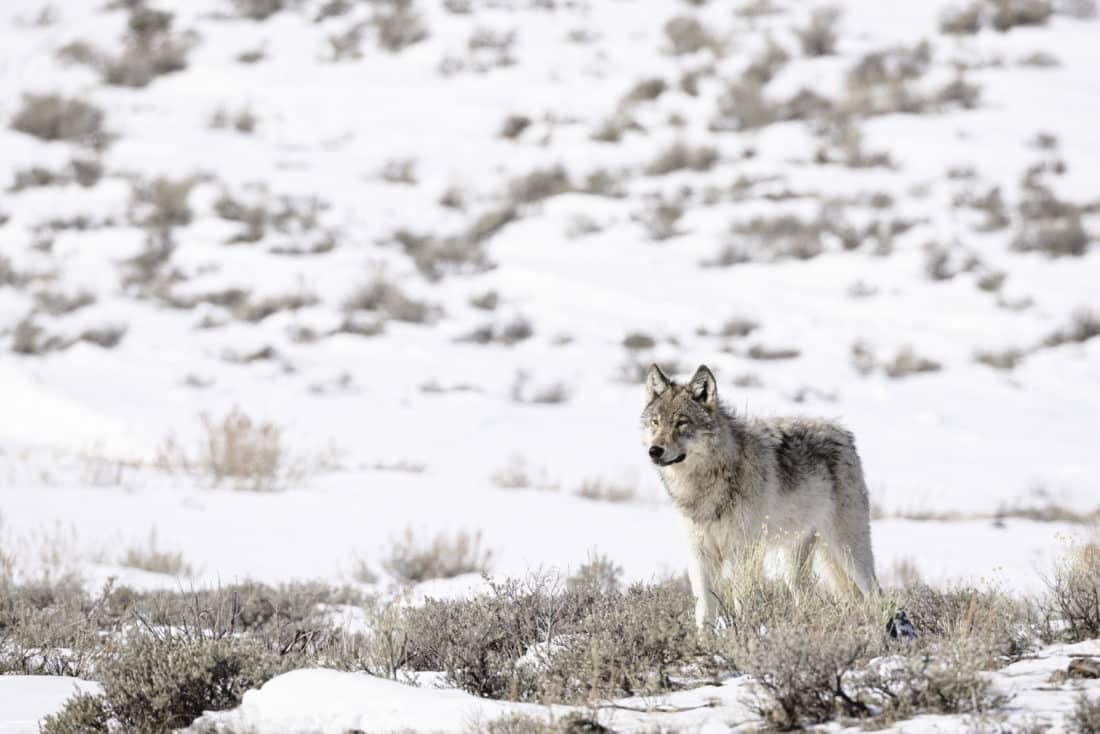 A Gray Wolf Is Easily Spotting Against The White Snows Of Winter In Yellowstone National Park