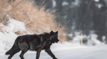 A Black Colored Grey Wolf Crosses A Road In Yellowstone National Park