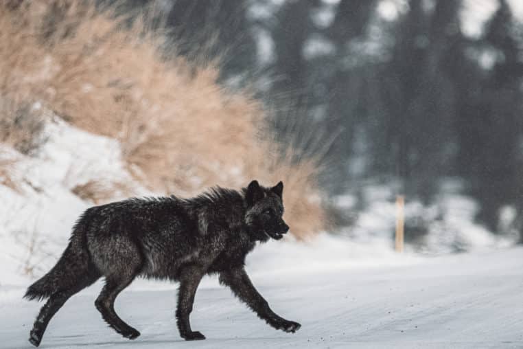 A Black Colored Grey Wolf Crosses A Road In Yellowstone National Park