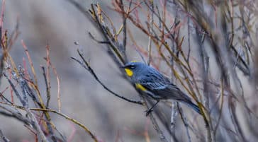 A Yellow Bellied Warbler Rests On Willow Branches In Yellowstone National Park