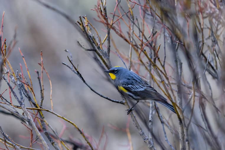A Yellow Bellied Warbler Rests On Willow Branches In Yellowstone National Park