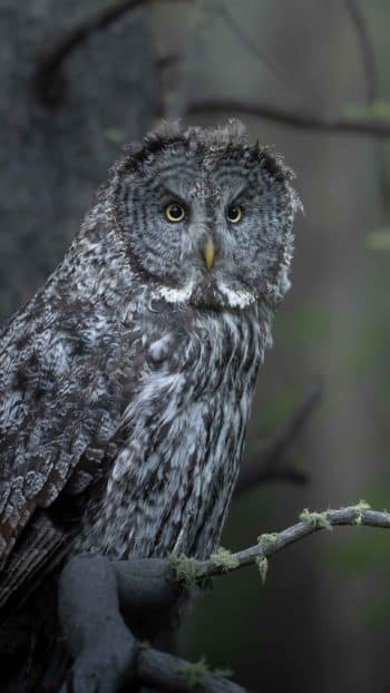 A Great Grey Owl Is Seen In The Greater Yellowstone Ecosystem