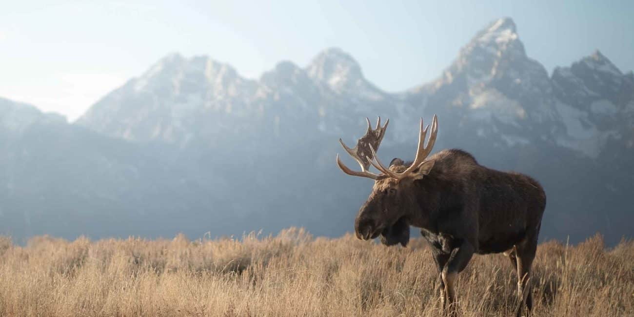 A Moose Walks Through The Flats With The Grand Teton Range In The Background