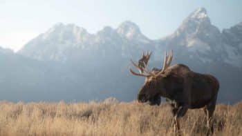 A Moose Walks Through The Flats With The Grand Teton Range In The Background