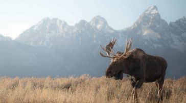 A Moose Walks Through The Flats With The Grand Teton Range In The Background