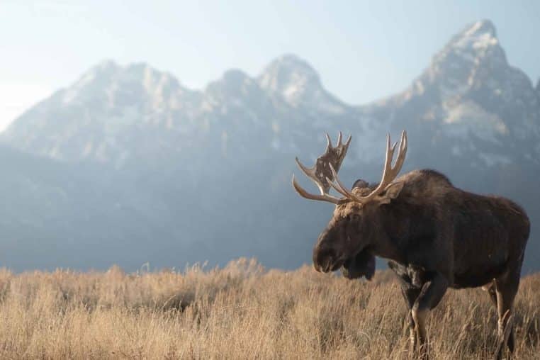 A Moose Walks Through The Flats With The Grand Teton Range In The Background